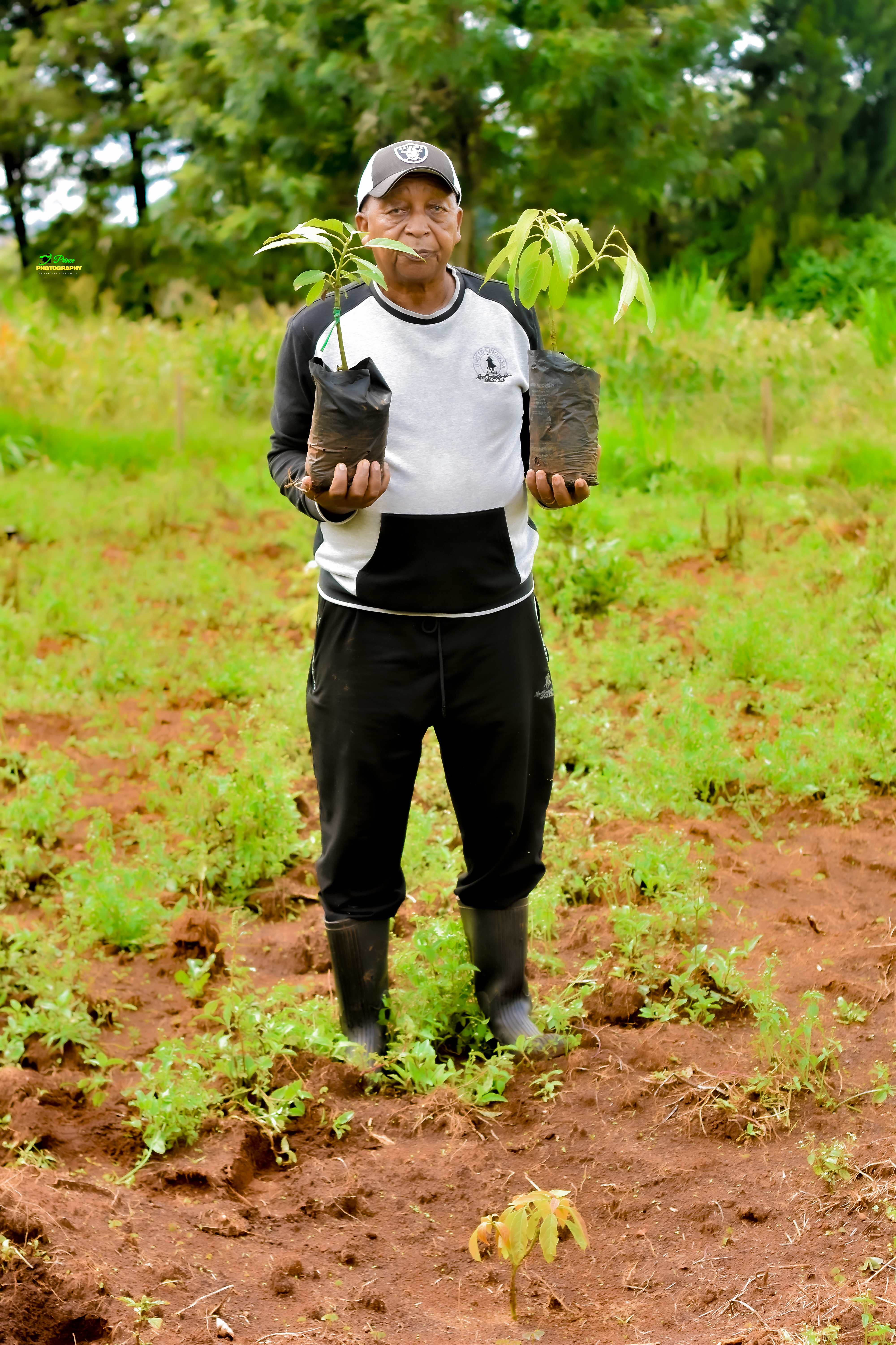 Avocado Seedlings Ready for Planting